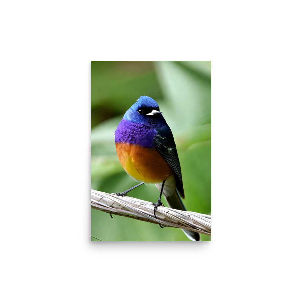 Vibrant bird perches on gnarled branch. Its plumage blends deep blues, rich purples, warm oranges. Sharp beak, bright eyes exude alertness. Blurred verdant backdrop creates dreamy natural setting.