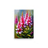 Beautiful pink and white gladiolus flowers painting with bold colorful brush strokes.