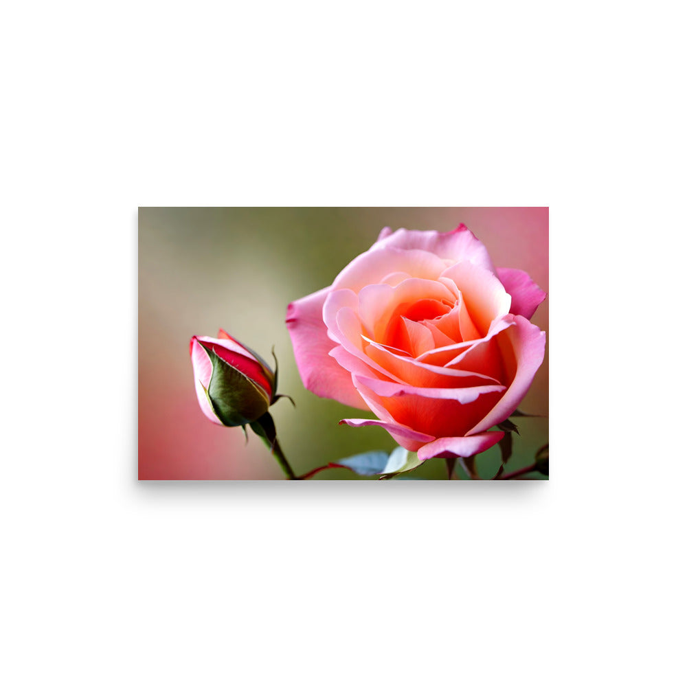 A blooming pink rose and little rose bud, in a close-up photo style.