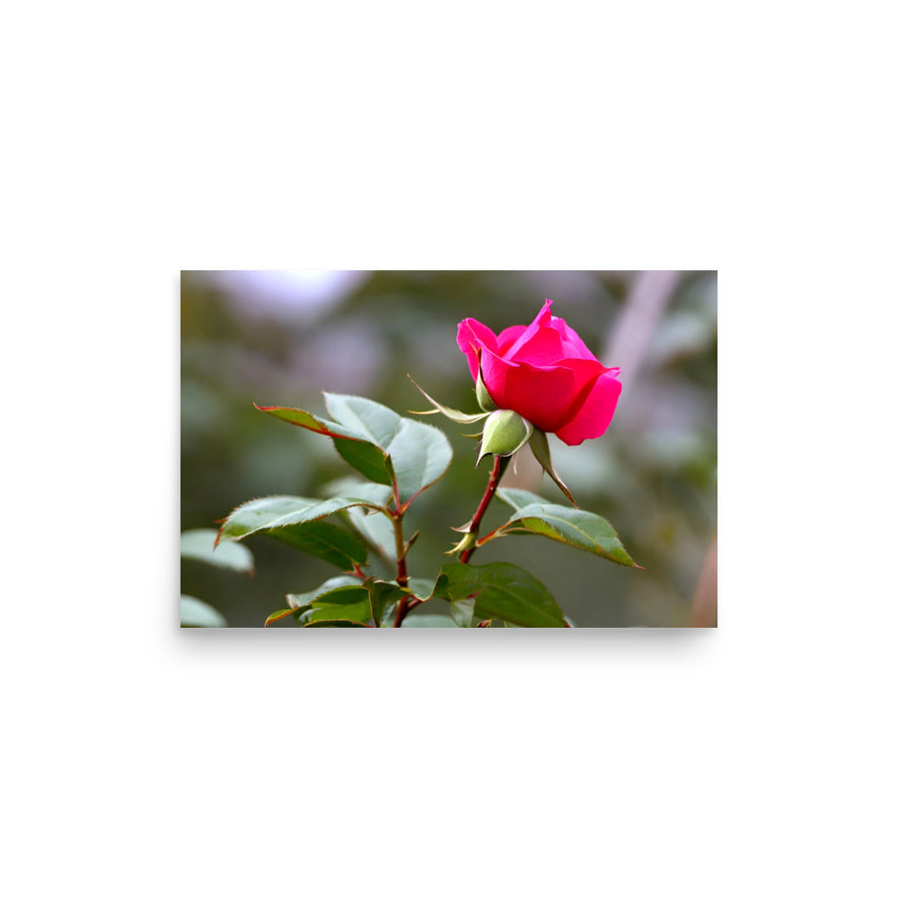 A vivid pink rose with soft green delicate leaves.