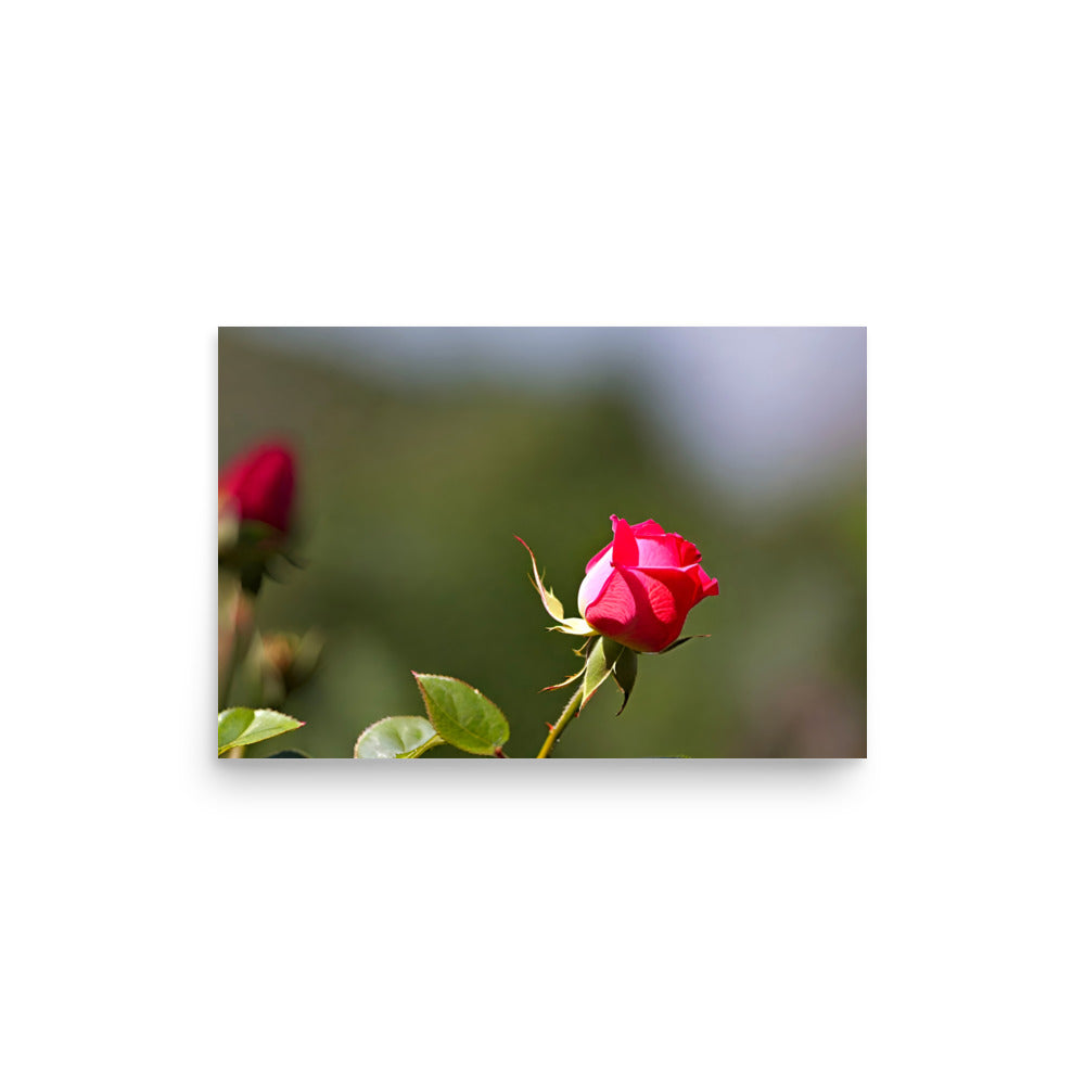 A red rose bud in an artistic shot, with a blurred green background.