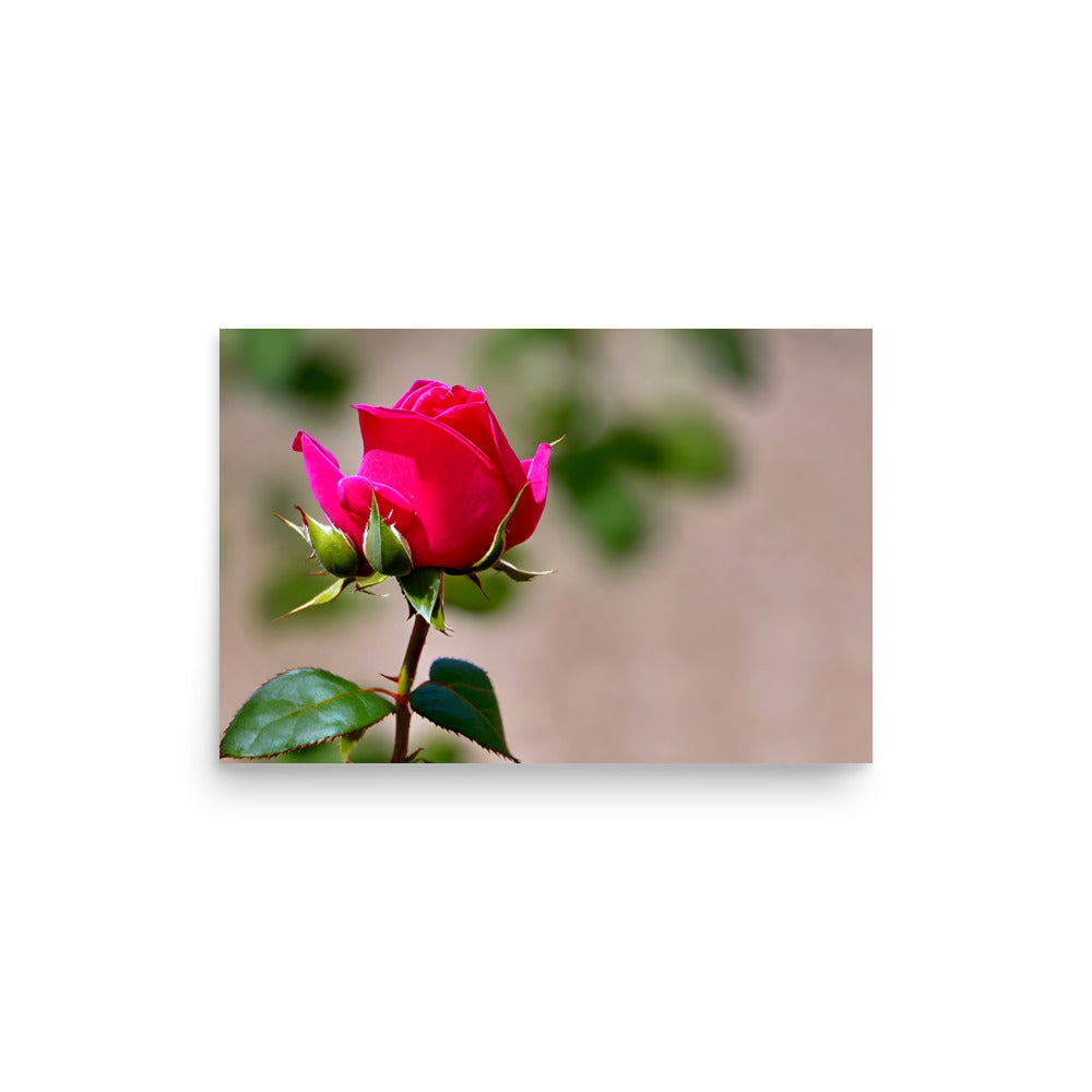 A single red rose bud, ready to bloom with fresh green leaves.