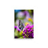 A delicate butterfly with intricate blue and black patterns on vibrant purple flowers.
