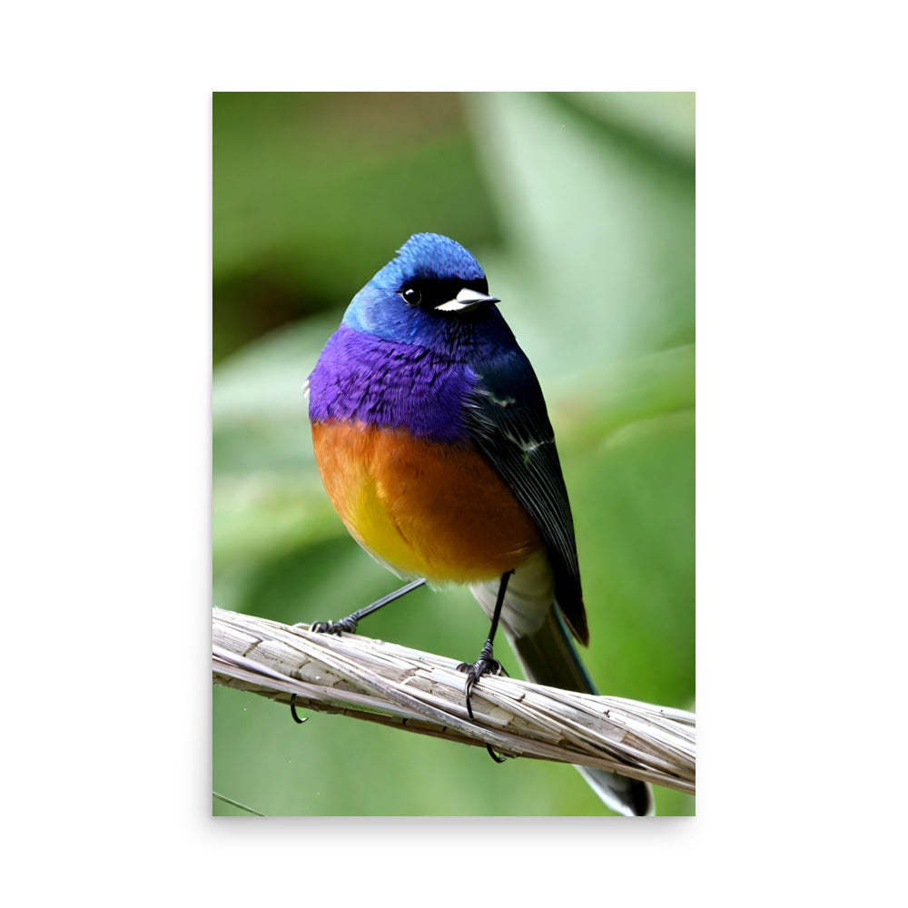 A bird with vibrant blue and purple feathers is perched on a twig.