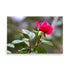 A vivid pink rose with beautiful soft green delicate leaves.