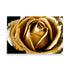 A gold dipped rose with delicate petals plated in shimmering gold, covered in dewdrops.