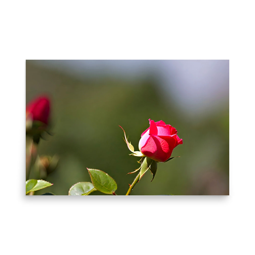 A red rose bud in an artistic shot, with blurred green background.
