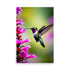 A hummingbird hovers in flight with its wings flapping as it flys up