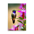 A tiny hummingbird is on a branch with pink blooms of crimson flowers