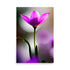 A purple flower blooms gracefully, cupping. Violet radiates from center to magenta edges. An elegant stem holds the bloom. Nature's captivating beauty is highlighted tranquilly.