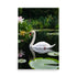 A graceful white swan glides across tranquil pond water, leaving shimmering reflection. Its curved neck, vibrant red beak contrasts pristine feathers. Nearby lily pads, blooming water lilies provide colorful backdrop. The serene scene exudes peacefulness.