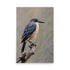 Elegant gray and peach-colored bird perches on twisted branch. Soft, muted background perfectly complements bird's beauty.